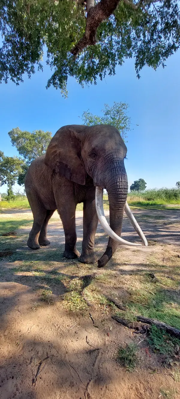Éléphant aux exceptionnelles longues défenses
