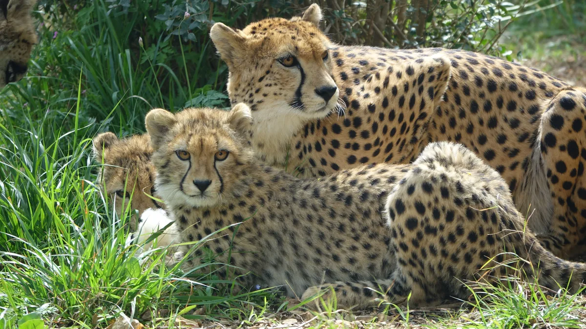 Guépard adulte et son petit dans les herbes du Masaï Mara