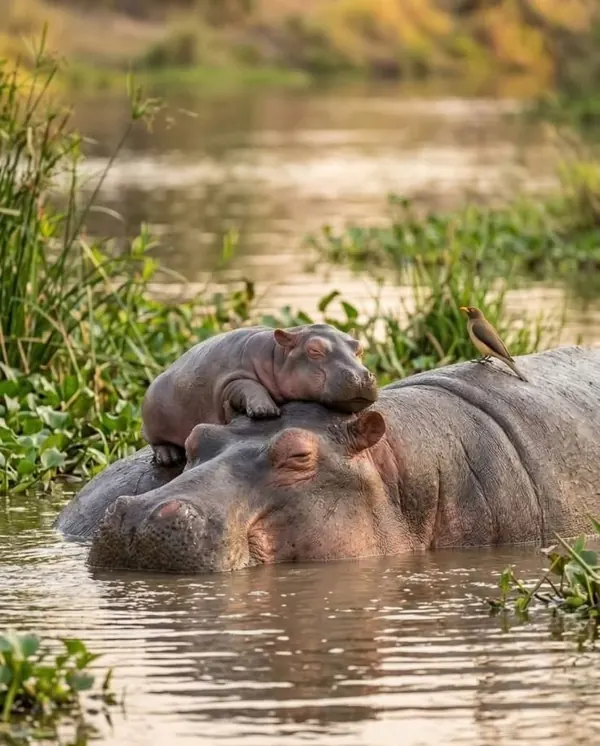 Hippopotame avec son petit allongé sur sa tête, un oiseau pique-bœuf perché
