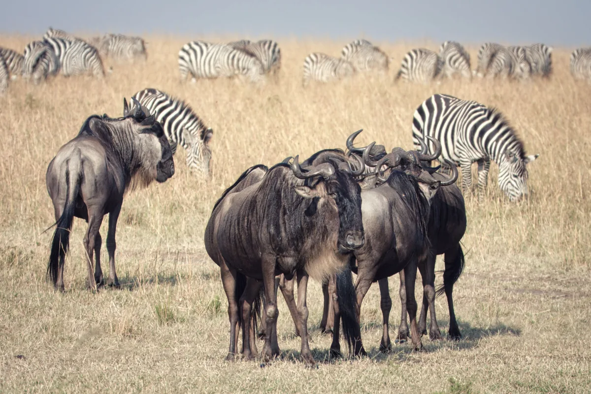 Troupeau de gnous et de zèbres dans le Masaï Mara, Kenya
