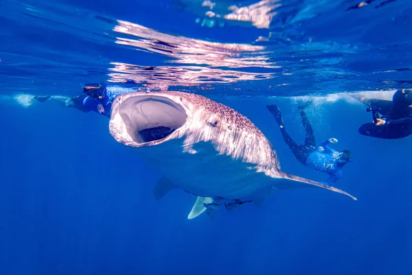 Requin-baleine nageant aux côtés de plongeurs au large de l'île de Mafia