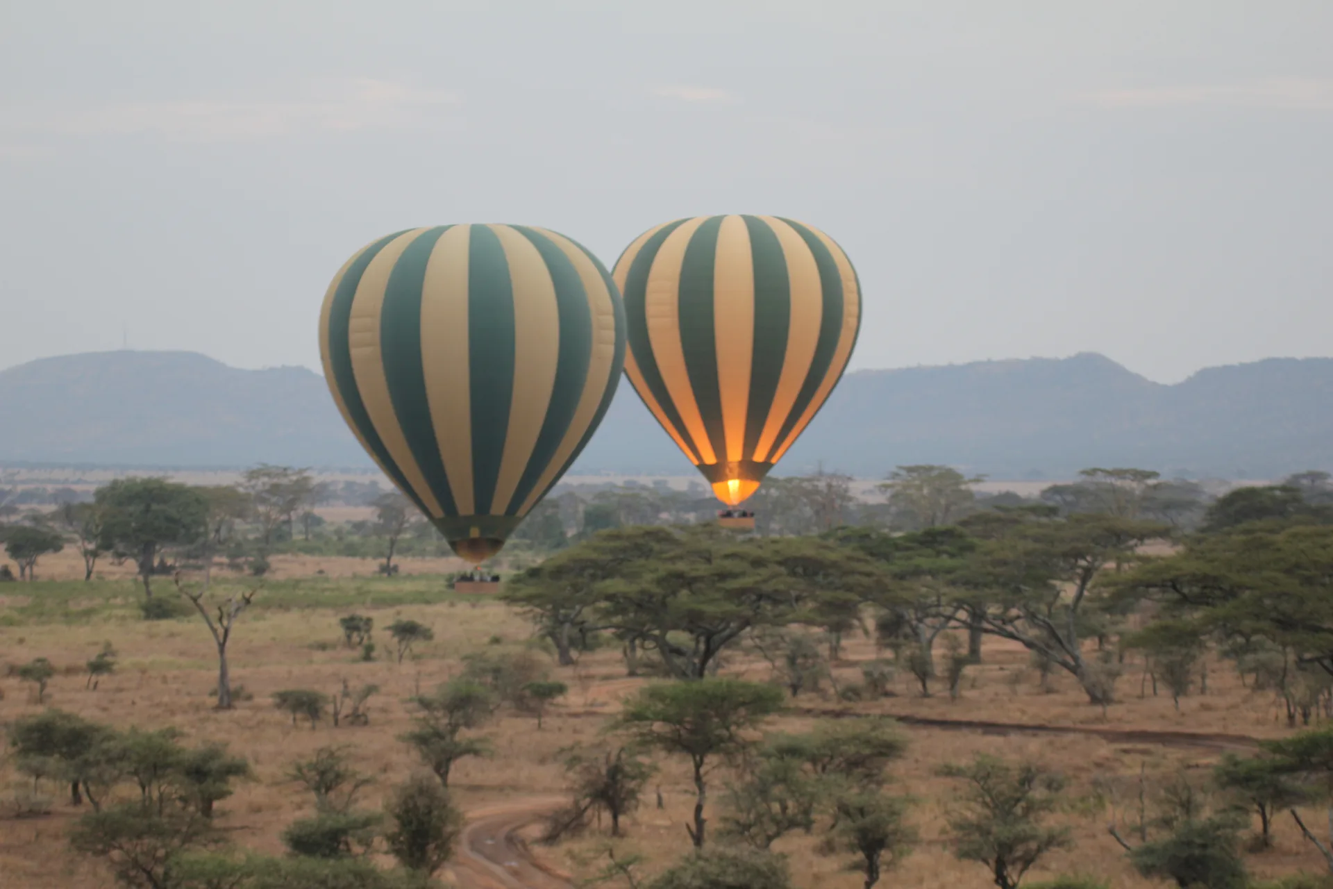 Montgolfières au-dessus du Serengeti au lever du jour