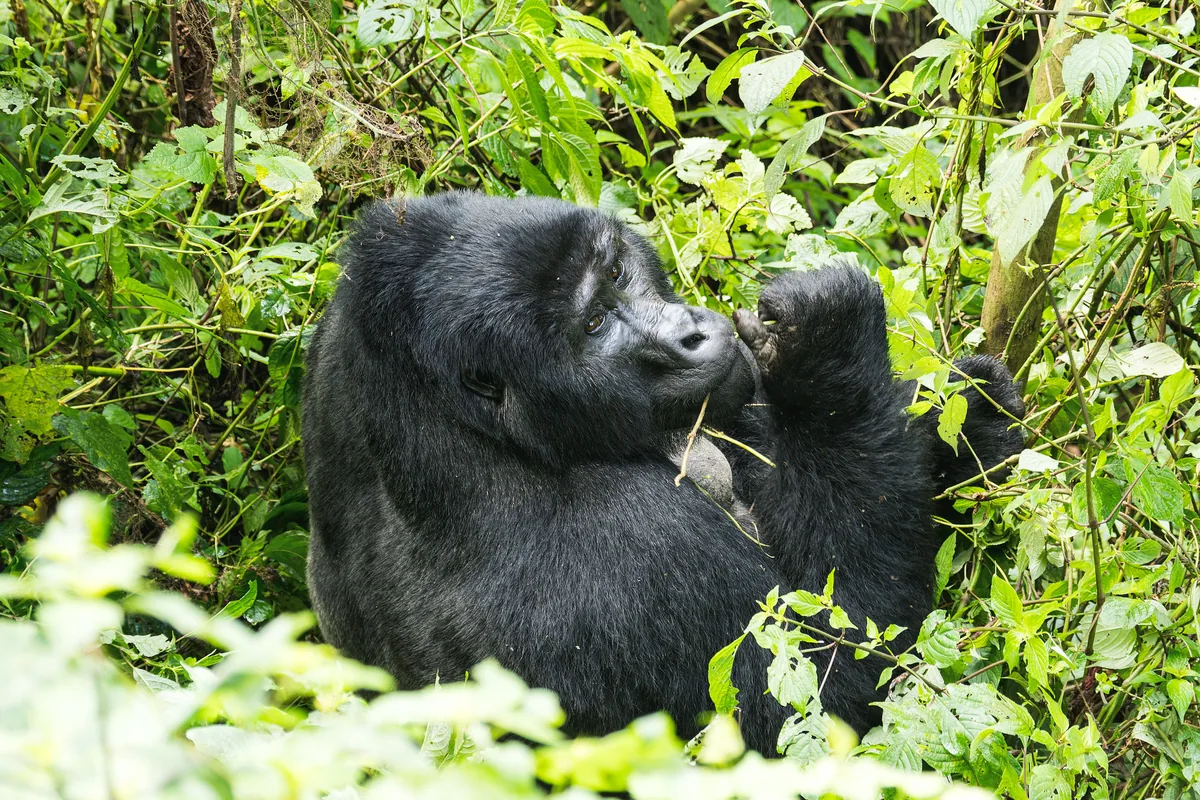 Gorille de montagne dans la végétation dense de la forêt de Bwindi, Ouganda
