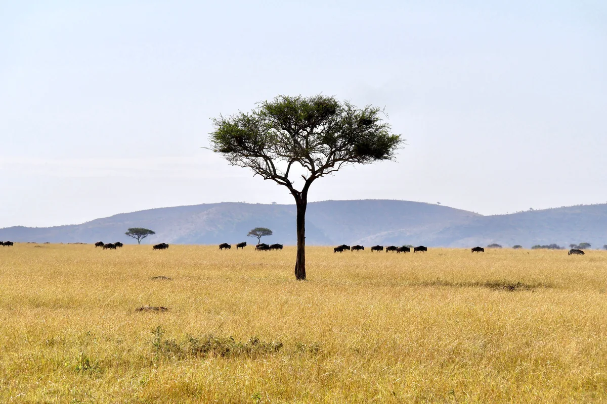 Grande plaine du Serengeti avec acacia et troupeau de gnous, Tanzanie