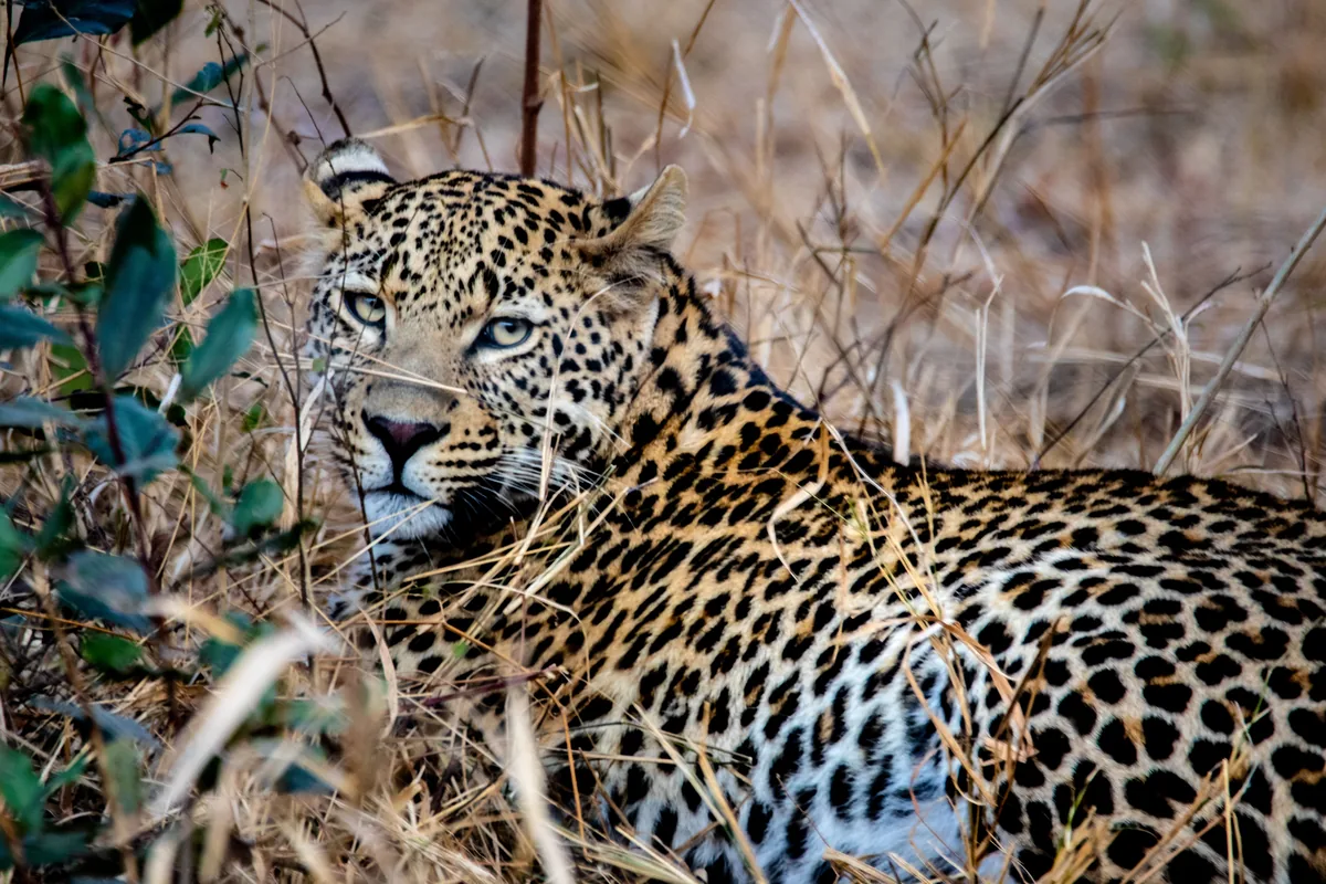 Léopard couché dans l’herbe sèche de la vallée du Luangwa, Zambie
