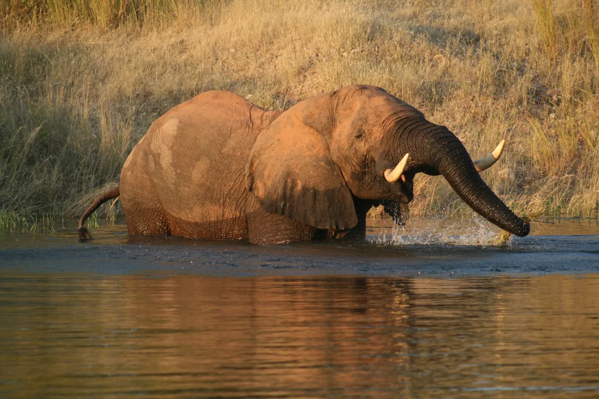 Éléphant traversant un fleuve au Zimbabwe, Mashonaland